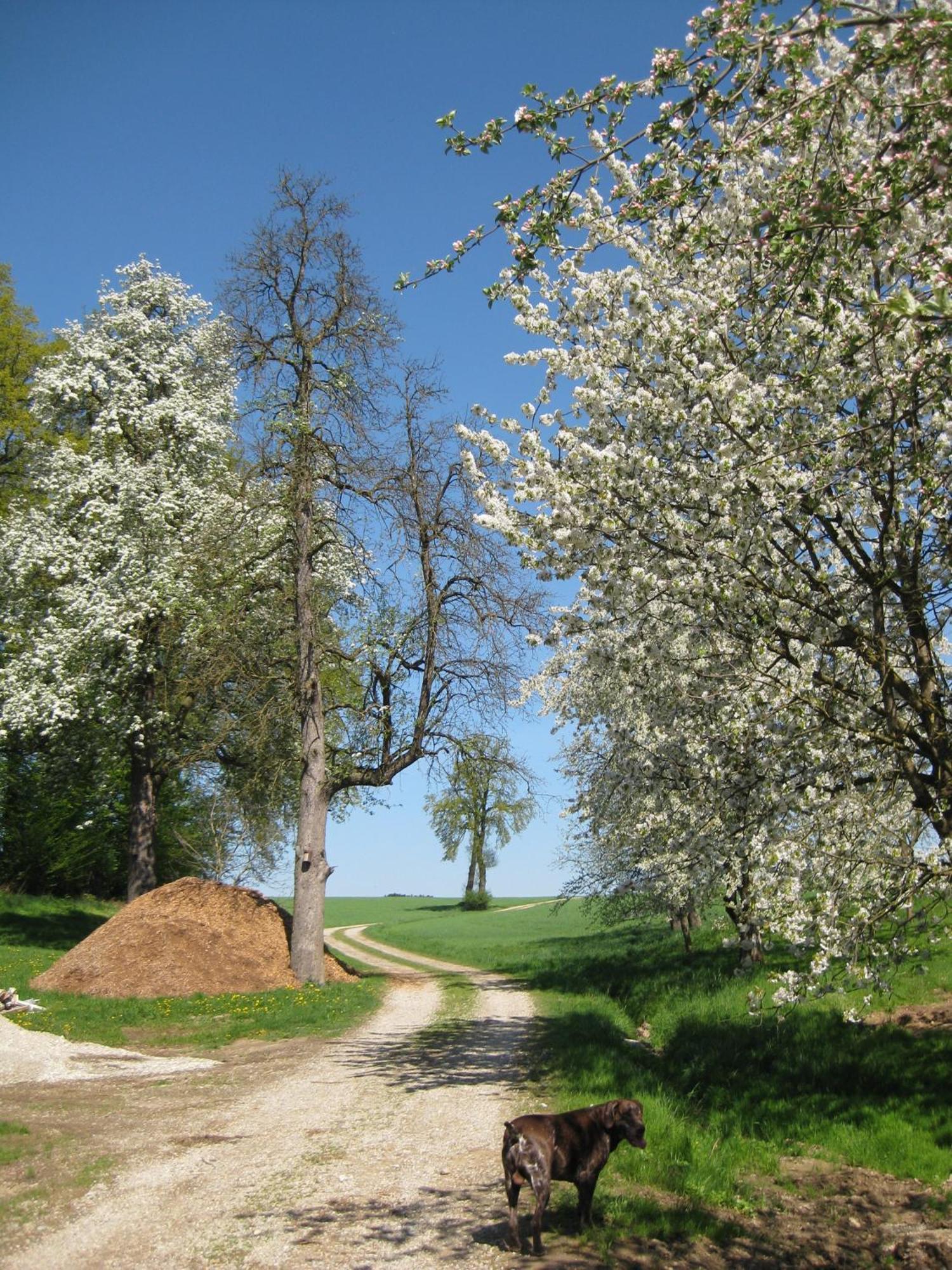 Ferienhof Rieger Rotthalmuenster Exteriör bild